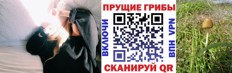 гидра   купить наркотики цена  Терек  Галлюциногенные грибы MAGIC MUSHROOMS 